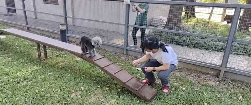桃園雙十毛孩雙鐵賽 挑戰障礙賽+路跑+游泳