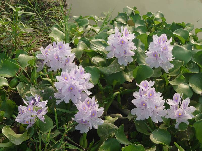 不在水裡也能開花！彰化貓羅溪布袋蓮爆發「陸上開花」奇景