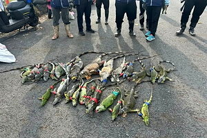 搶賺獎金！屏縣半年移除9萬隻綠鬣蜥 冠軍獵人領走近百萬元