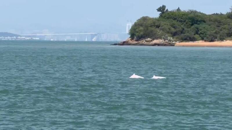 提前歡度雙十國慶  十餘隻中華白海豚金門「大膽」現身
