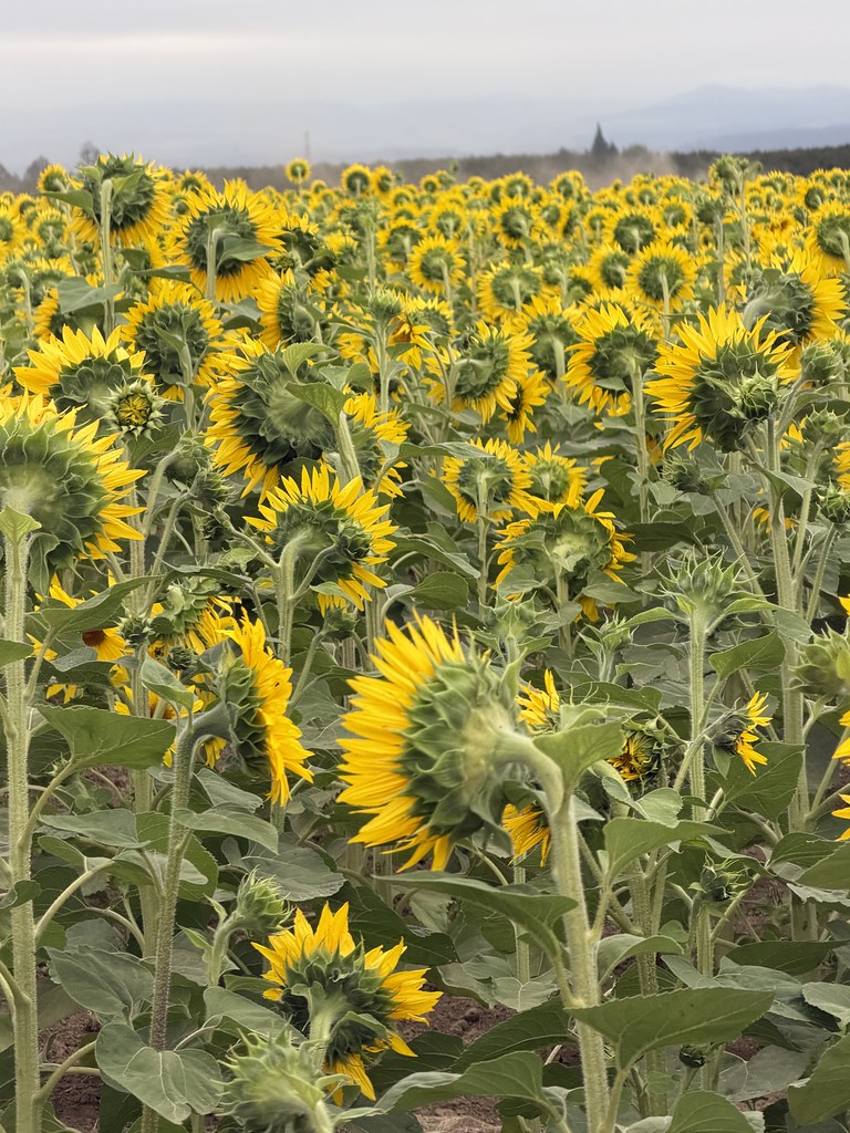 聯準會升息、美債殖利率衝破5%：東南亞貨幣分化，台灣投資人該看什麼？