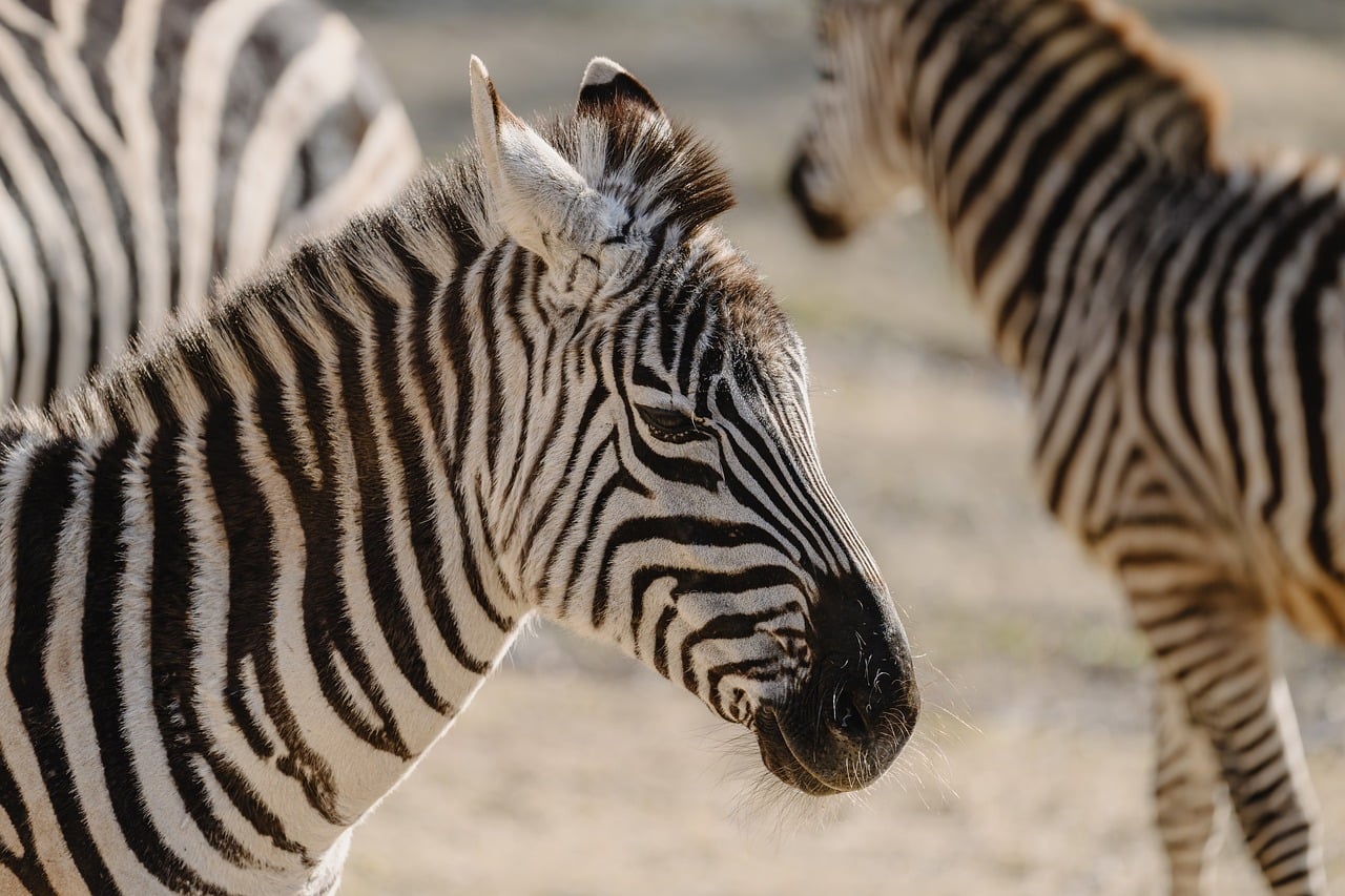 北歐居家品牌紙杯烤模違規　中國進口相關產品100%查驗