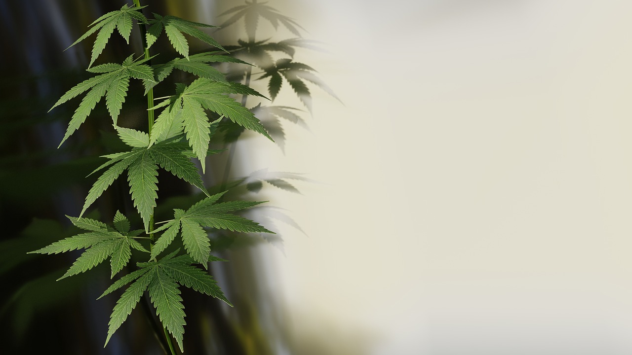 肝臟其實也有生理時鐘！精準服藥時間或使代謝疾病療法更有效 - TechNews 科技新報
