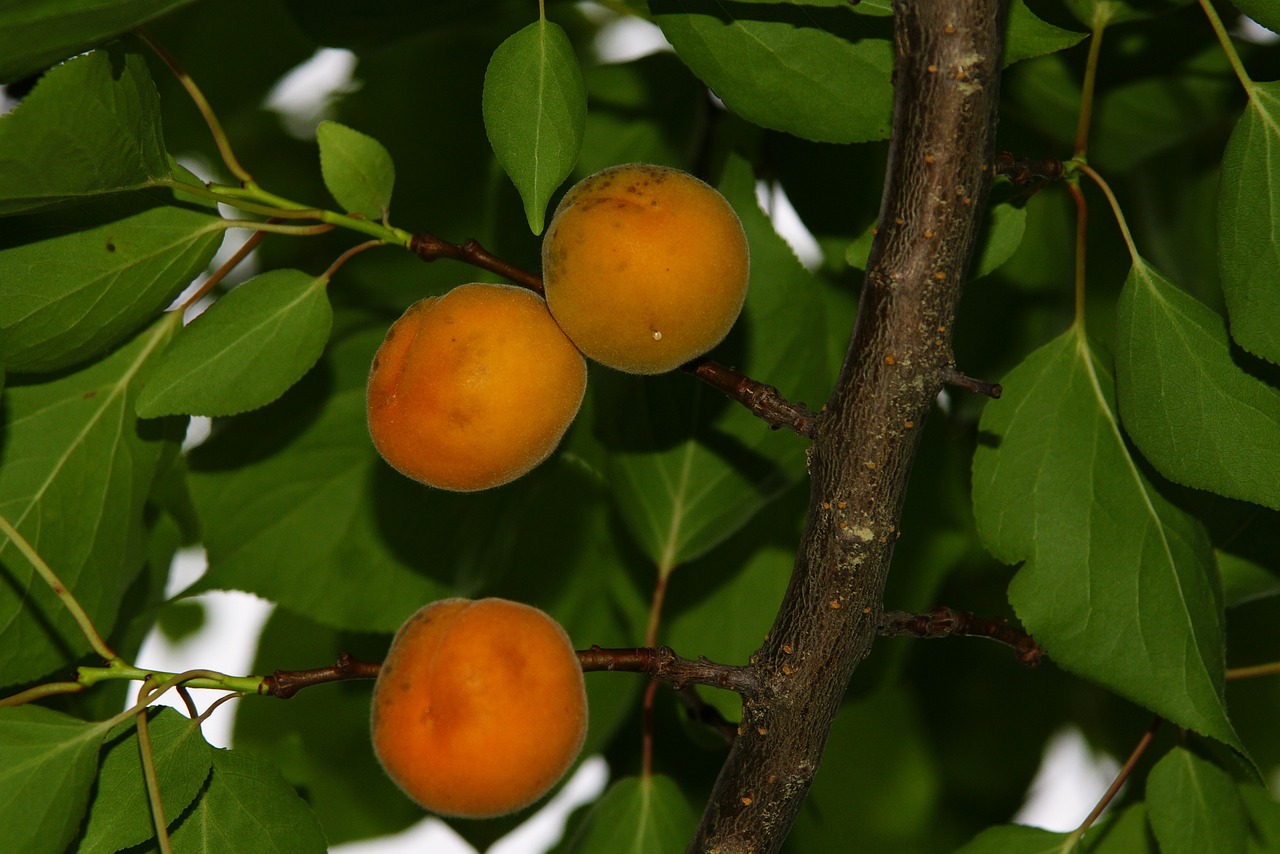 樹木熱到吸不住碳？研究：高溫削弱森林吸碳力，全球81%植被區受衝擊 - ESG遠見