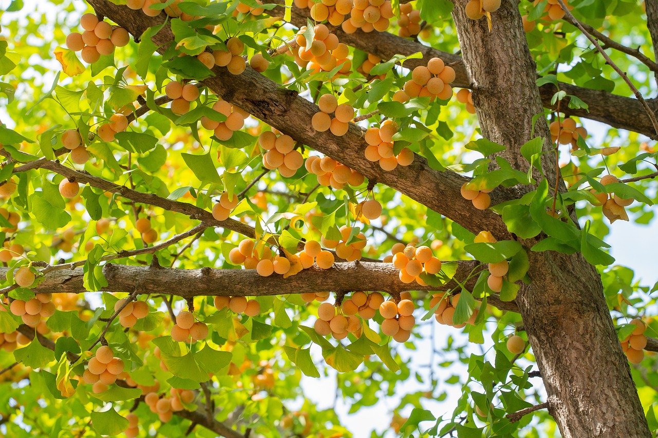 蔓越莓功效有9好處，蔓越莓益生菌怎麼選？4禁忌注意 - 康健雜誌