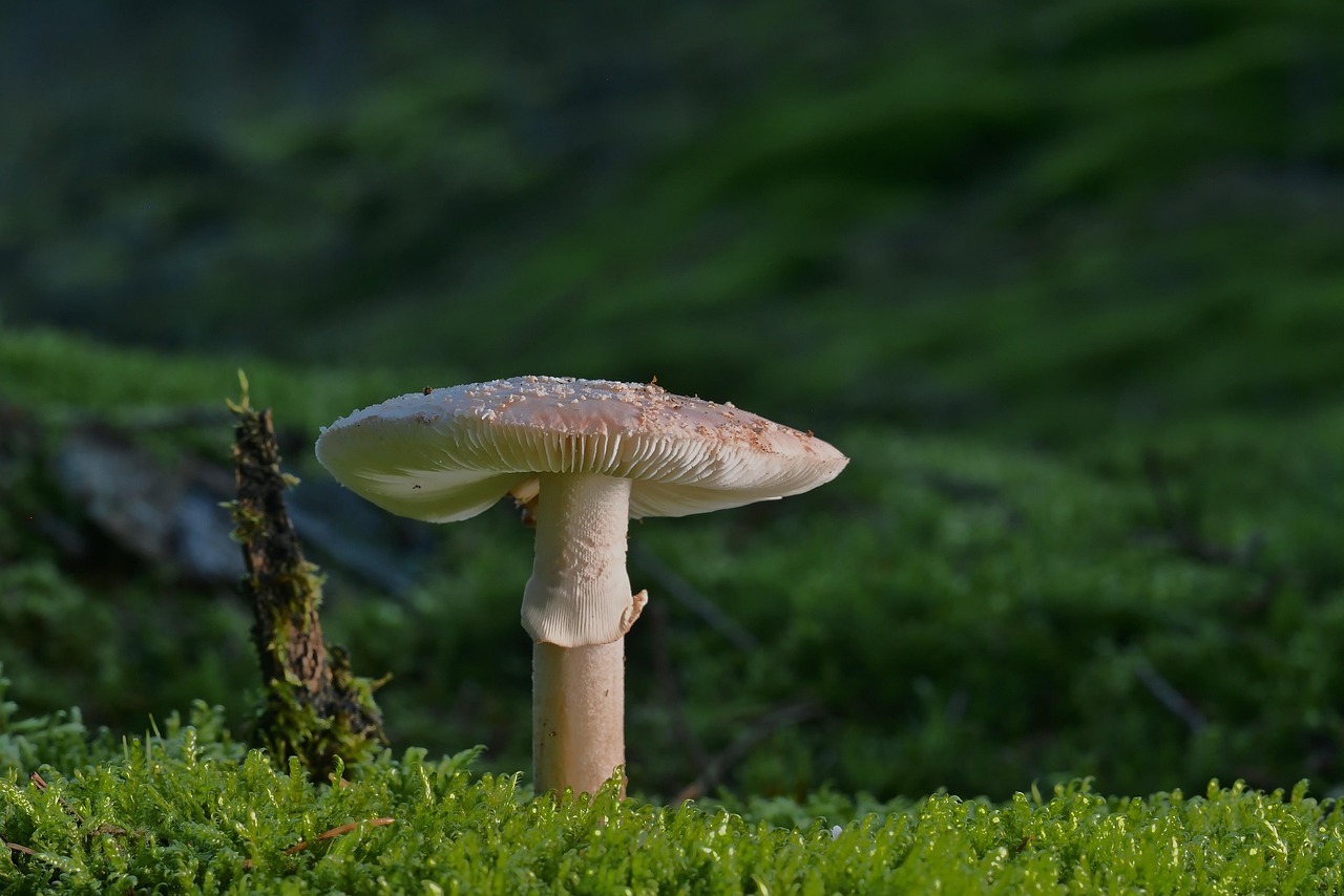 公告修正本署戒菸服務補助計畫之「戒菸輔助用藥品項與補助基準」,自112年4月1日生效