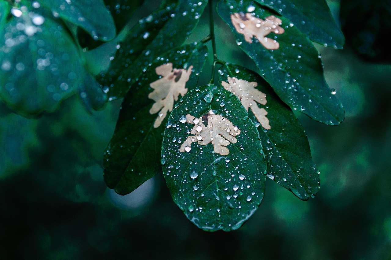 龍眼花期錯亂又逢豪雨 苗縣蜂蜜產量驟減 剩不到去年2成
