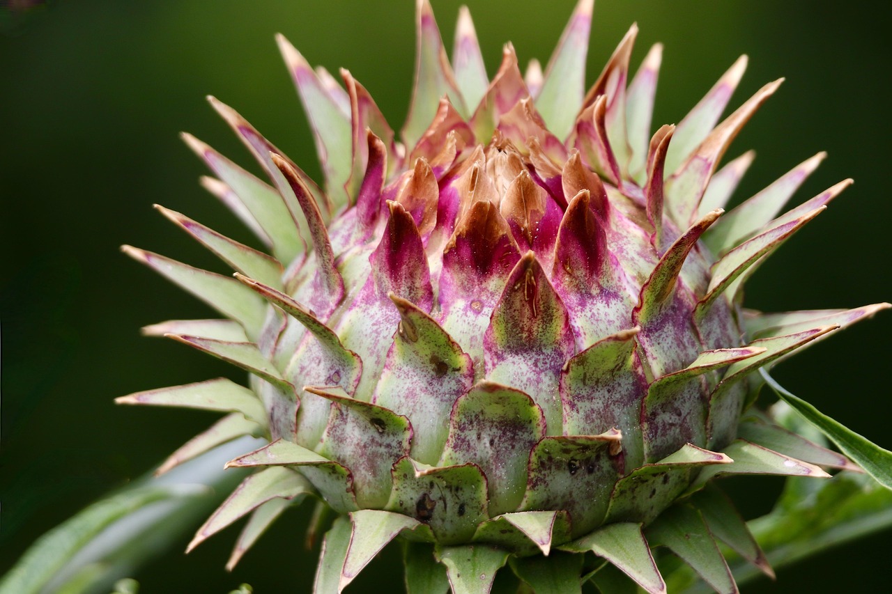 阿富汗鴉片暴跌九成背後：塔利班禁毒鐵腕，為何成為農民的人道災難？