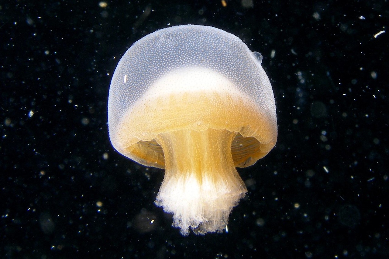 ESG遠見共好圈〉川普效應怎解讀？劉哲良：氣候政策將朝向雙邊實質主義 - ESG遠見