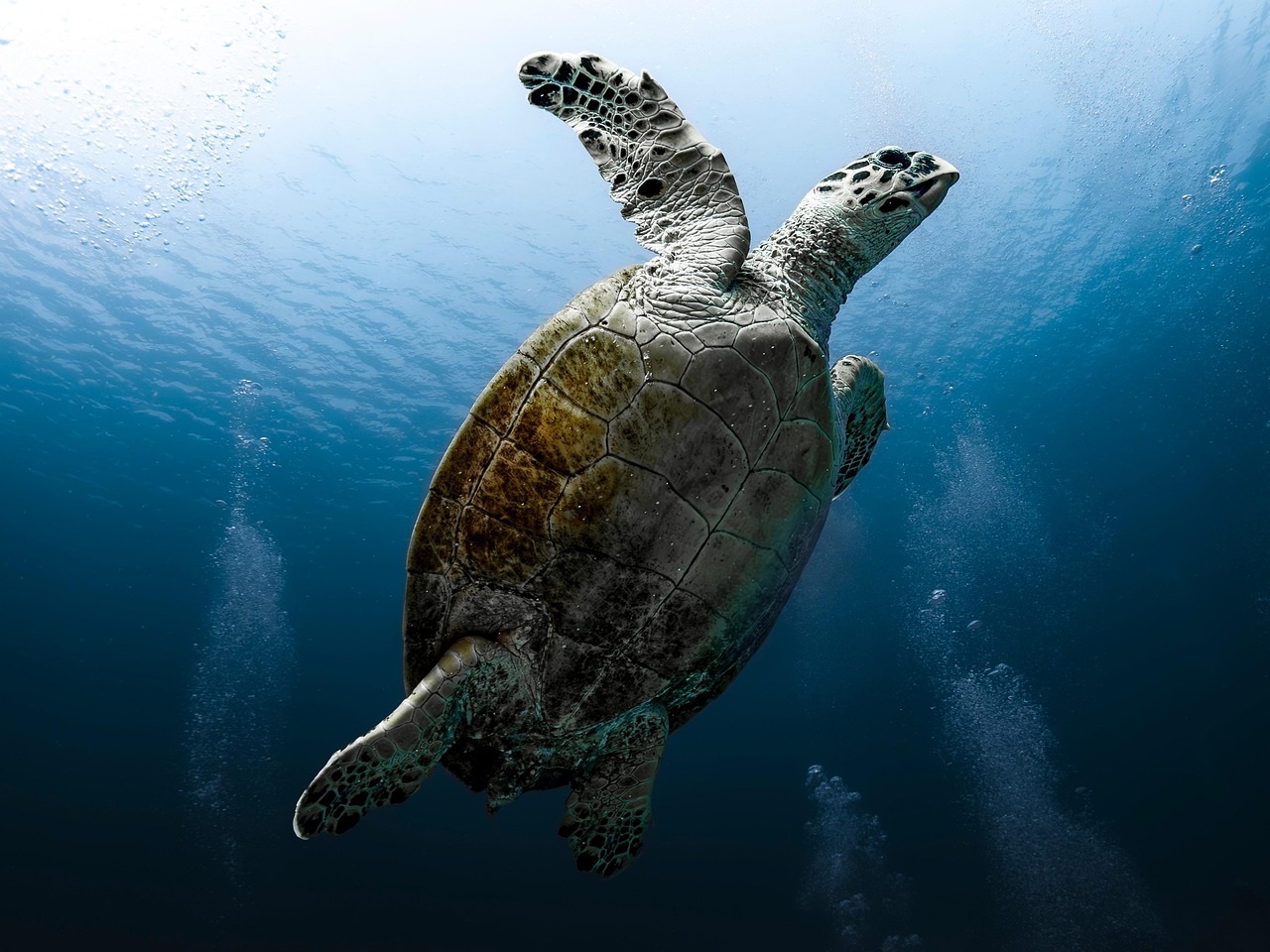 揭開海洋熱浪「久燒不退」之謎 中大研究發現跨洋接力關鍵機制 - 倡議家